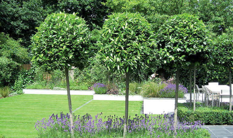 creation-renovation-de-jardins-4