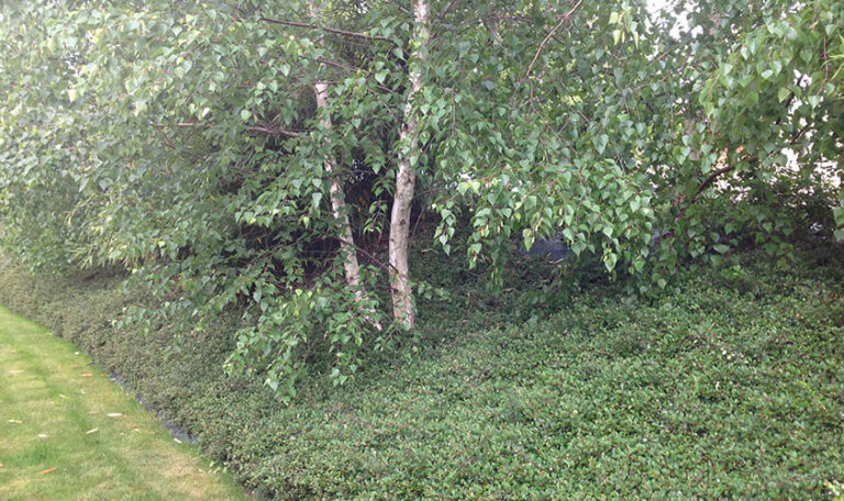 plantation-engazonnement-10