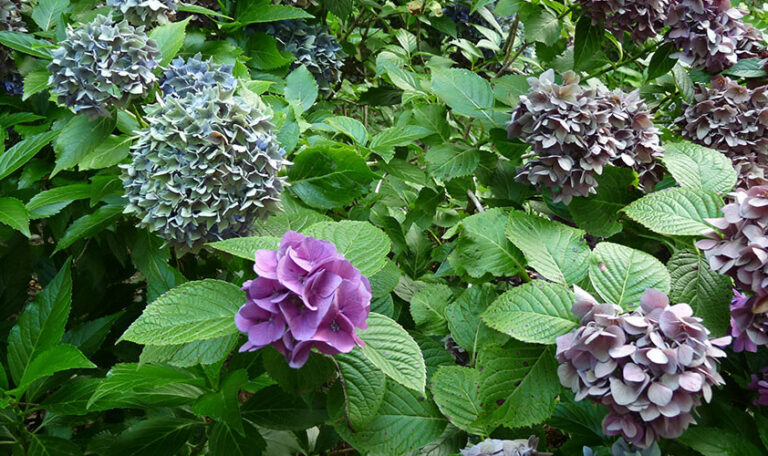 plantation-engazonnement-2