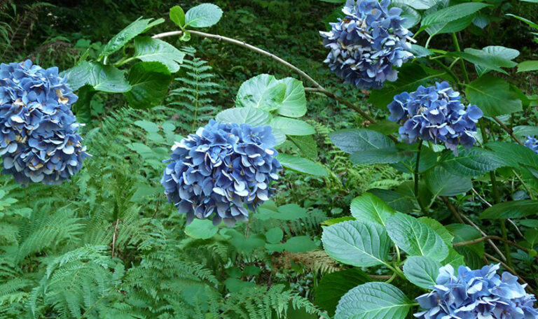 plantation-engazonnement-3